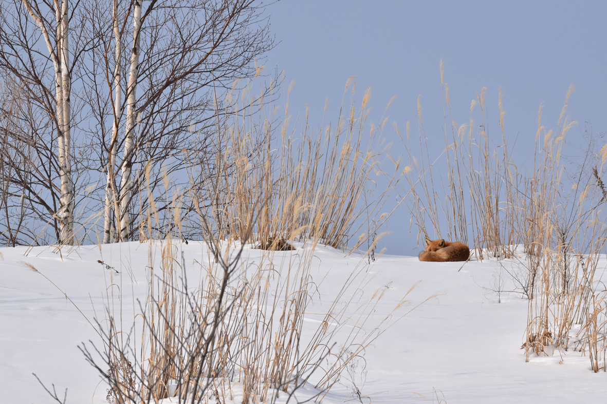 芸森フォトコンテスト2021冬：動物みっけコースグランプリ写真