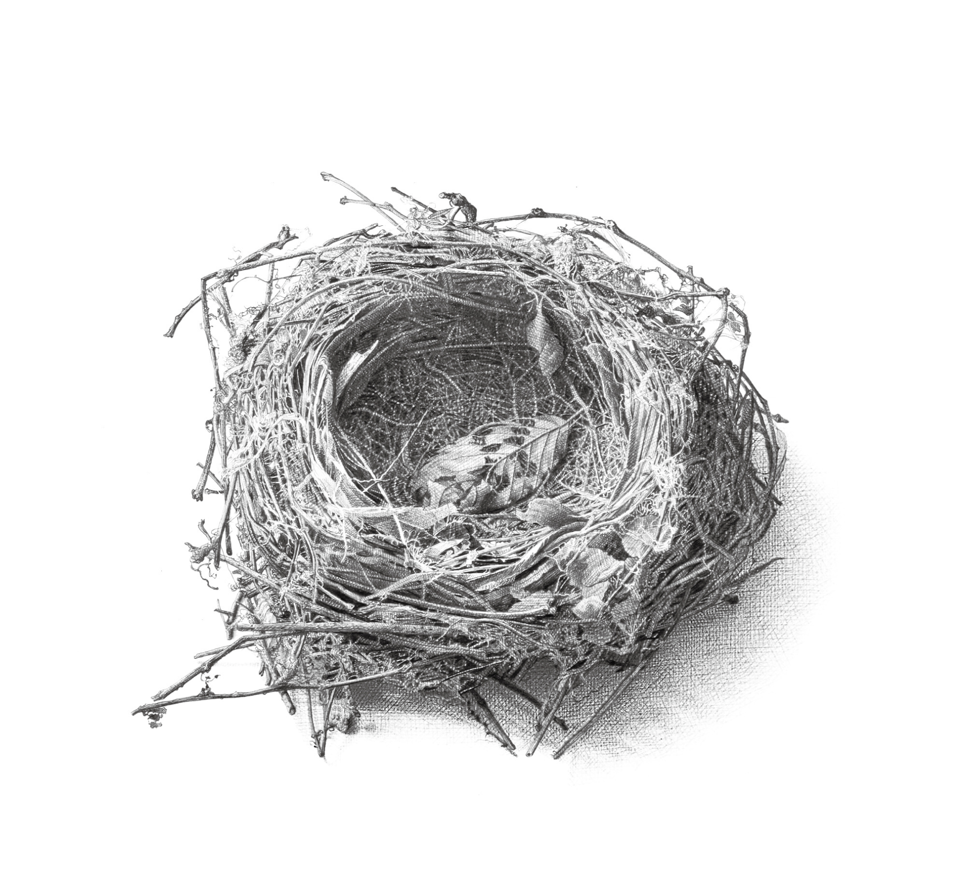 鳥の巣の作品画像