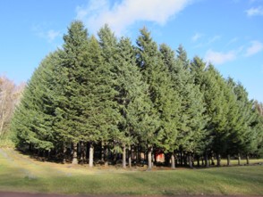 《北斗まんだら》の全体の写真です。赤えぞ松という木がたくさんあります。
